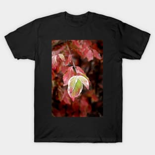 November Dogwood T-Shirt